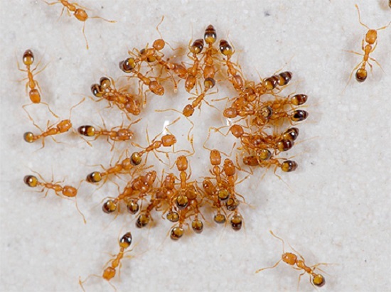 Как бороться с рыжими муравьями?