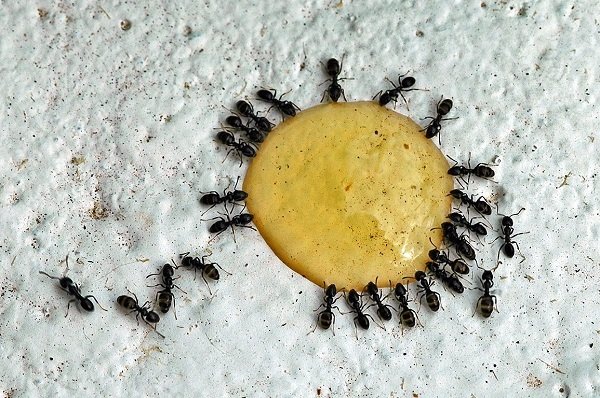 Борная кислота поможет справиться с муравьями