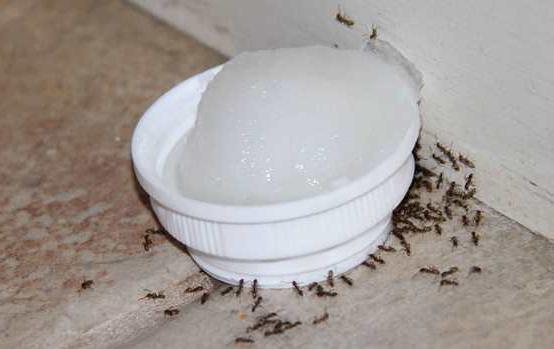 Борная кислота с дрожжами быстро избавит Вас от муравьев