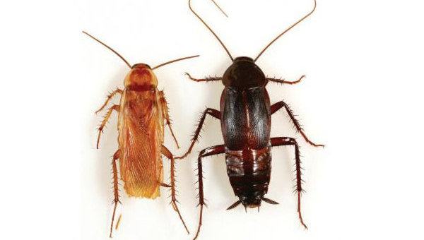 Чем опасны тараканы для человека?