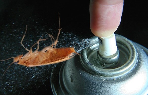 Тараканы мгновенно гибнуть после обработки помещения "Дихлофосом"