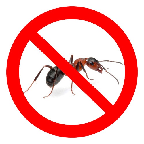 Какие средства против муравьев наиболее эффективны?