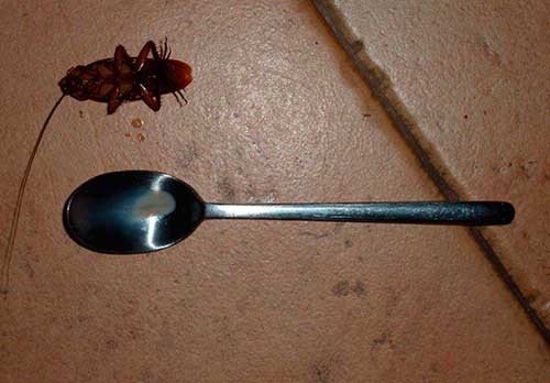 Тараканы мрут после приманки с борной кислотой
