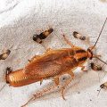 Как избавиться от тараканов навсегда?