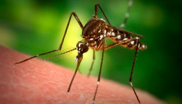 Комар - эти насекомые также могут кусать Вас ночью