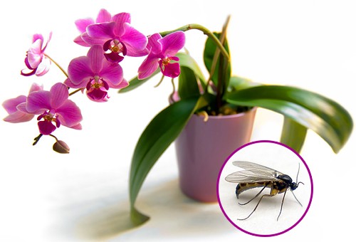 Как бороться с мошками на орхидеях?