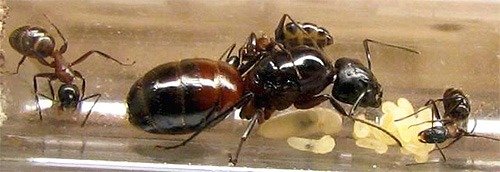 Матка домашнего муравья, отложившая личинки