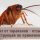 "Регент": надежное средство от тараканов