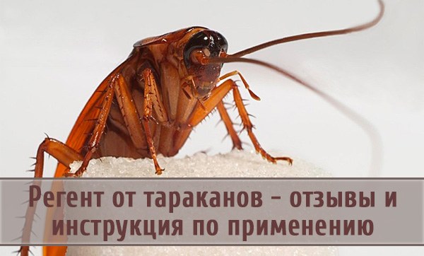 "Регент": надежное средство от тараканов
