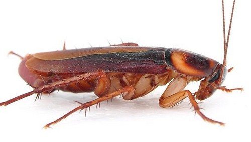 Взрослый рыжий таракан
