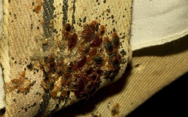 Клопы и их личинки под ковром