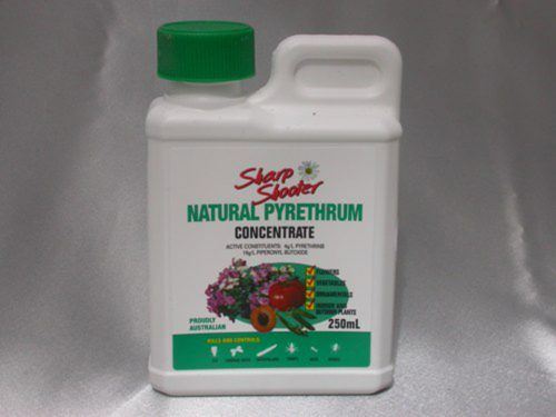 Пиретрум - растительный инсектицид