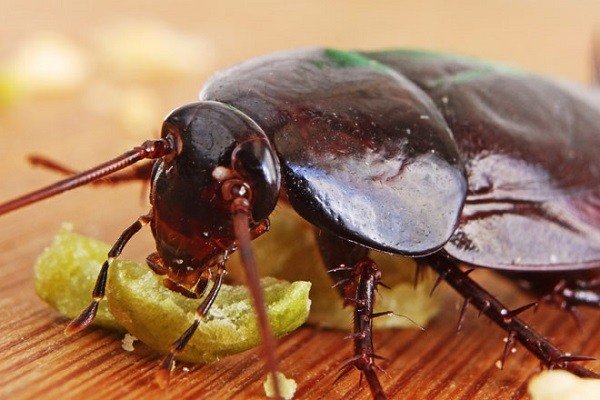 Тараканы могут употреблять любую пищу
