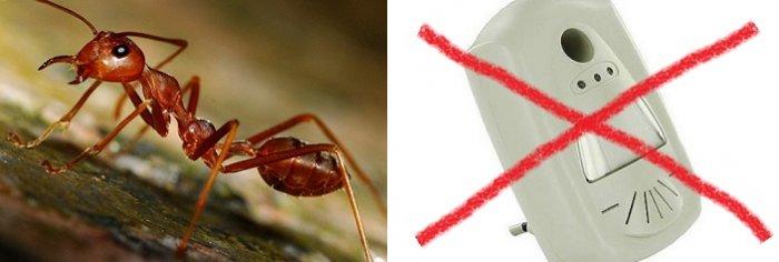 Ультразвуковые отпугиватели не помогают в борьбе с муравьями
