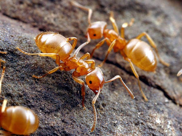 Фараоновы муравьи в квартире