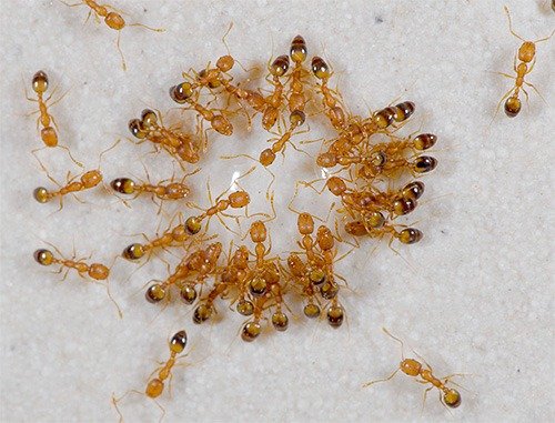 Комплексный подход - залог успешной борьбы с муравьями