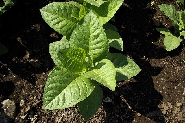 Табак, посаженный рядом с овощами, спасет Ваш урожай