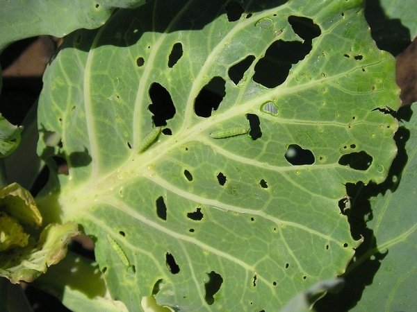Капустный лист, изъеденный личинками капустной моли
