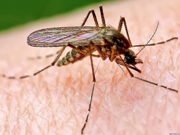 Народные средства против комаров