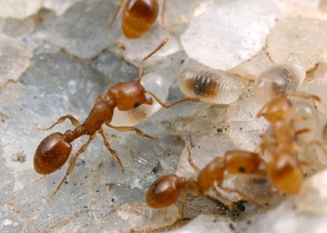 Фараоновы муравьи
