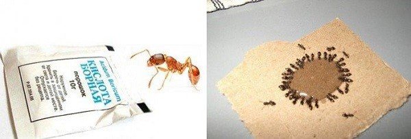 Народные методы борьбы с муравьями