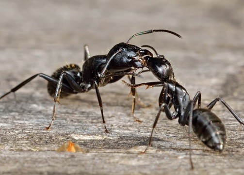 Откуда берутся муравьи в квартире?