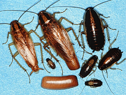 Рыжие и черные тараканы на разных стадиях развития