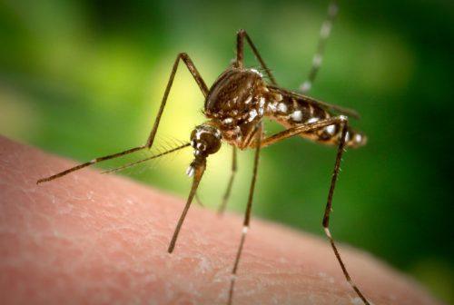 Пылесос также поможет уничтожить комаров.