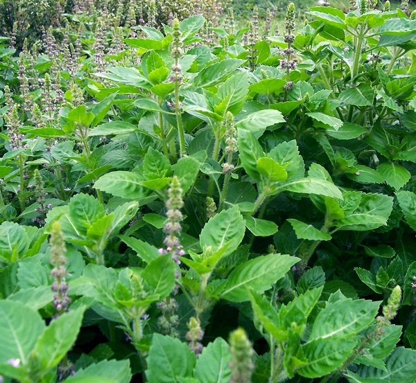 Туласи, растение, препятствующее размножению комаров