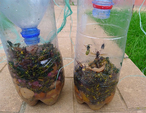 Используя приманки для ос, можно избавиться от вредных насекомых