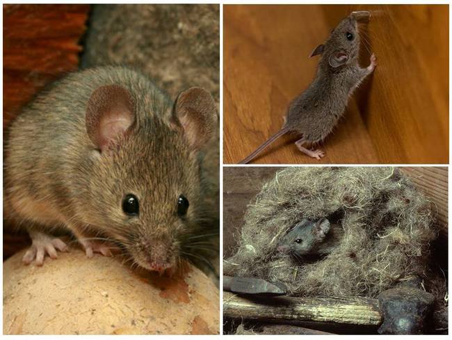 Как поймать мышь без мышеловки: ловля грызунов с помощью пластиковой бутылки, банки и других средств