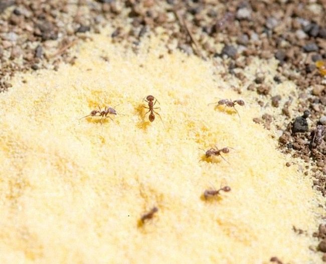 Как избавиться от муравьев в доме - все средства
