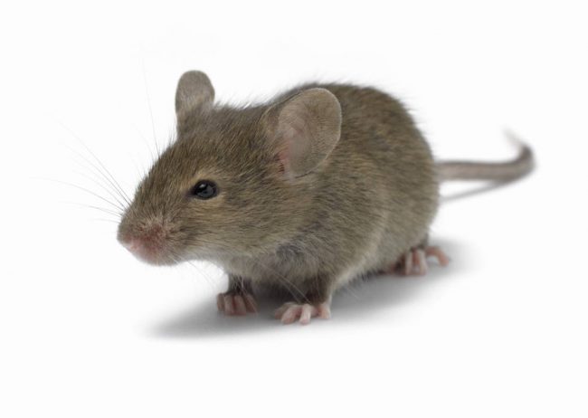 Мышь с ухом на спине