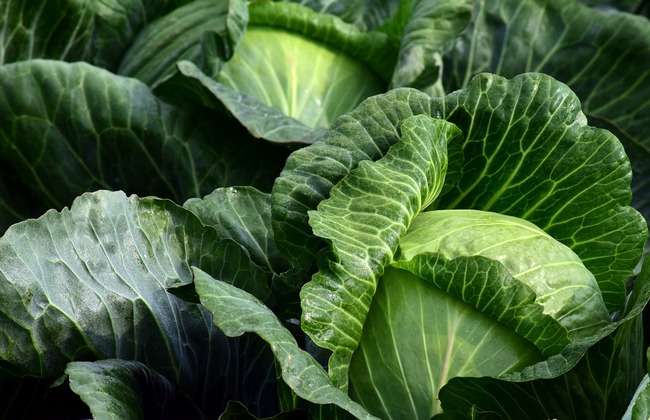 Если что-то ест листья капусты, их можно обработать эффективными препаратами. Они быстро устранят проблему, и эта огородная культура порадует вас большим урожаем.