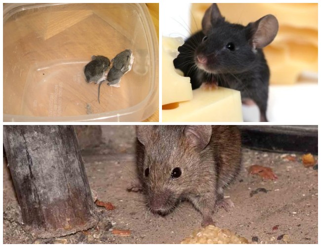 Как избавиться от мышей в доме навсегда: эффективные способы, народные средства