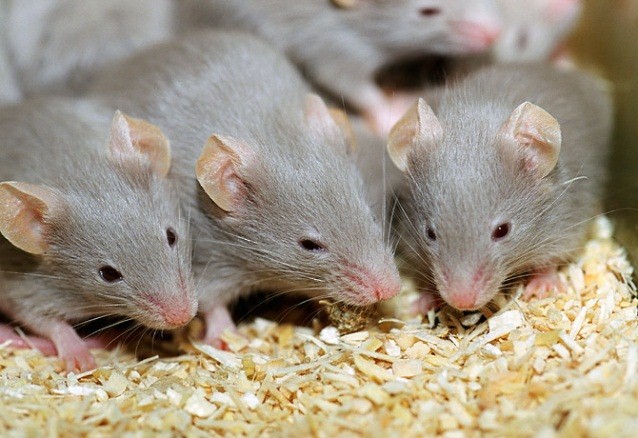 Как потравить мышей в домашних условиях